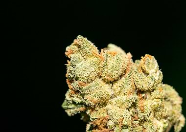 Lemon haze super skunk top