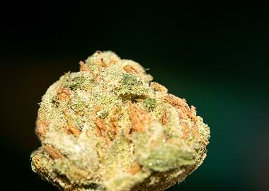 Lemon haze super skunk top