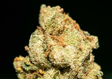 Lemon haze super skunk top