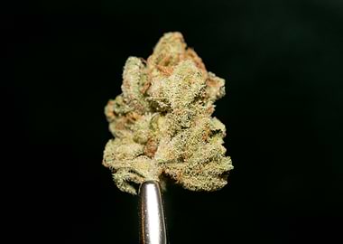 Lemon haze super skunk top