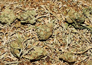 Lemon haze super skunk top