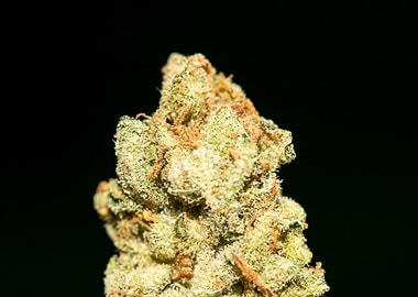 Lemon haze super skunk top