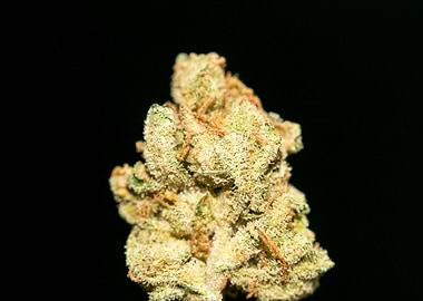 Lemon haze super skunk top