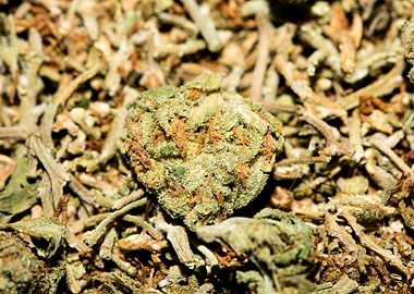 Lemon haze super skunk top