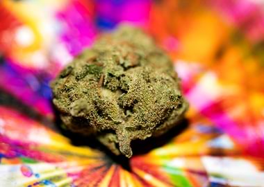 Lemon haze super skunk top