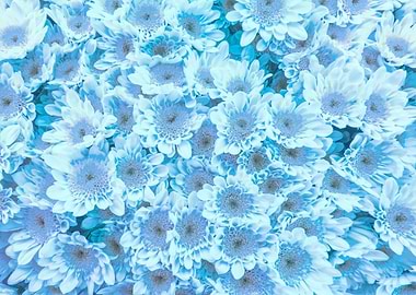 colorful daisy in bloom