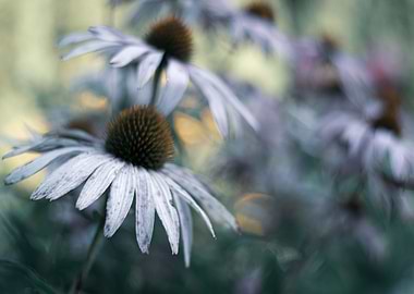 Coneflower 4