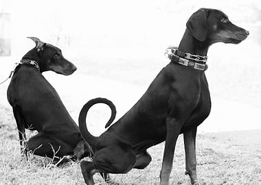 Two Doberman Pinscher