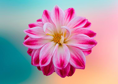 pink dahlia on texture