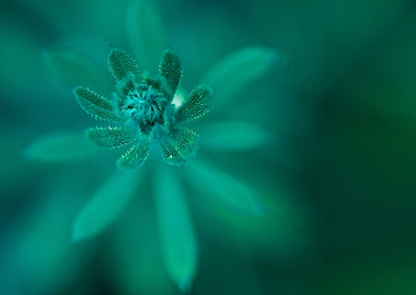 blur high angle plant