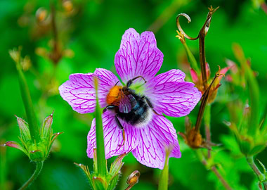 Tree Bumblebee