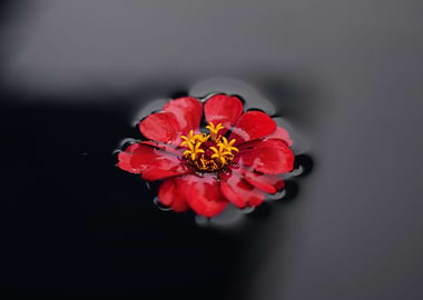 A tiny flower adrift