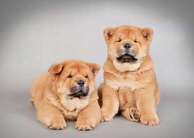 Chow chow puppies
