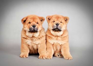 Chow chow puppies
