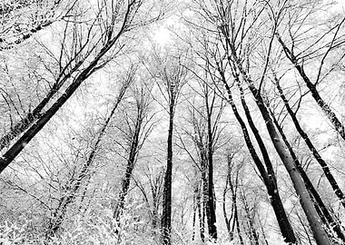 Winterforest