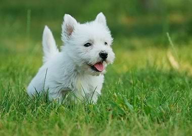 Westie puppy
