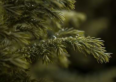 Pine