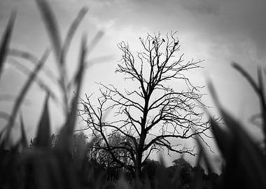 The Tree In The Field