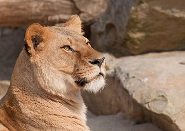 Female Lion