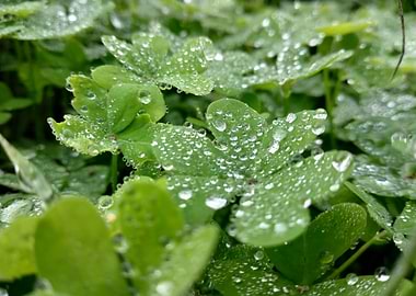 closeup of clover water