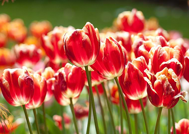 Red tulips
