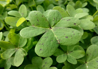 Closeup Green Clover Leav