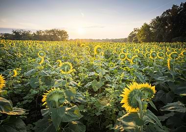 Sunflower Sunrise