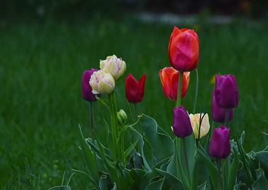 Soften Tulips