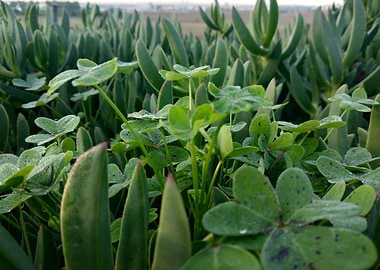 Clover plants drops water