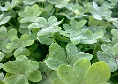 Clover and water drops