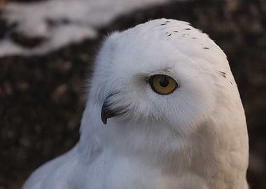 Snow Owl