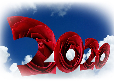 Roses for the new year