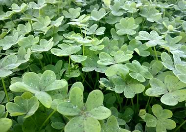 Green clover leaf with rai