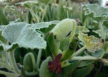 The bitter cucumber devil