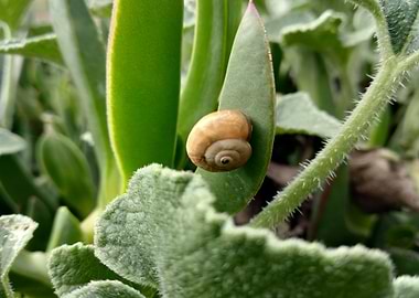 Snails on green leaf
