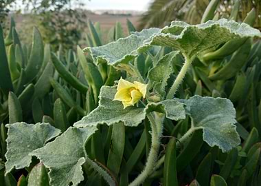 The bitter cucumber devil
