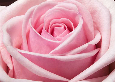 Pale Pink Rose Macro