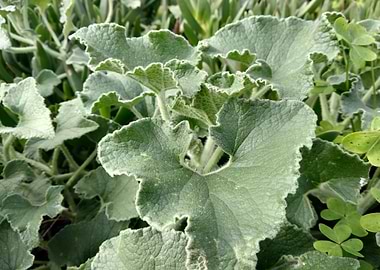 The bitter cucumber devil