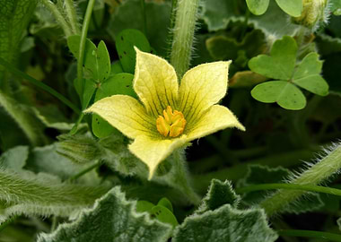 Yellow flower Ecballium