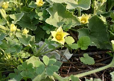 Plants Ecballium elaterium