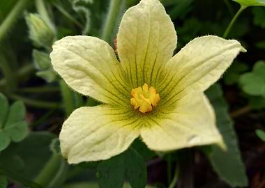 Yellow flower Ecballium
