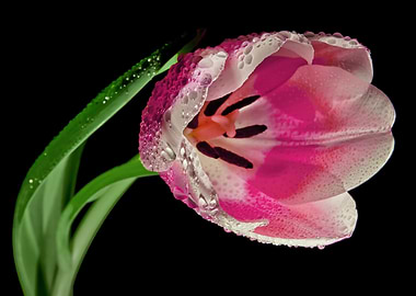 Pink Tulip Macro