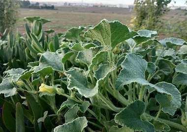 The bitter cucumber devil