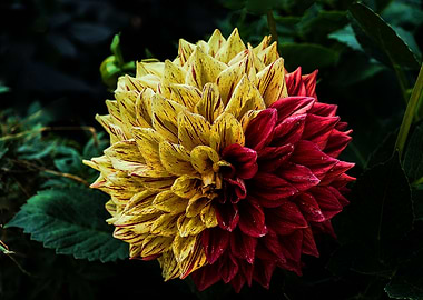 Two Color Dahlia
