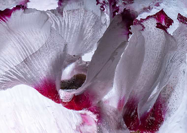 Cyclamen in ice 2
