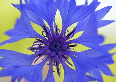 Cornflower Bloom