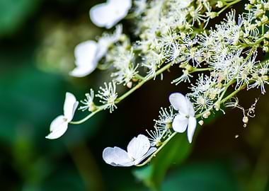 white blossom