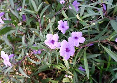 Beautiful Fresh Flower