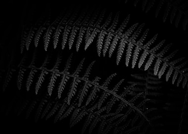 Fern 1