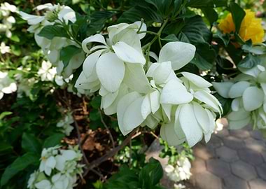 Beautiful Fresh Flower